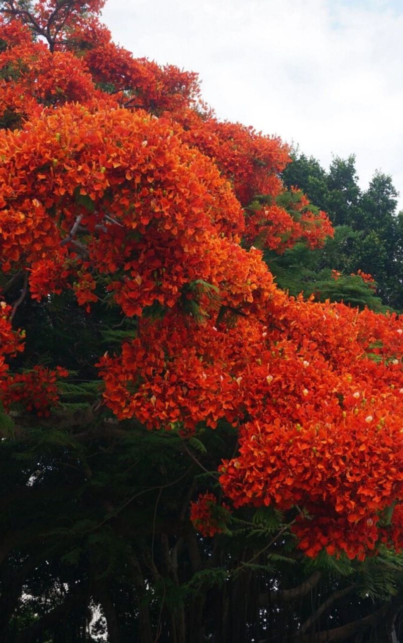 凤凰木,学名为delonix regia,是豆科凤凰木属的一种高大落叶乔木