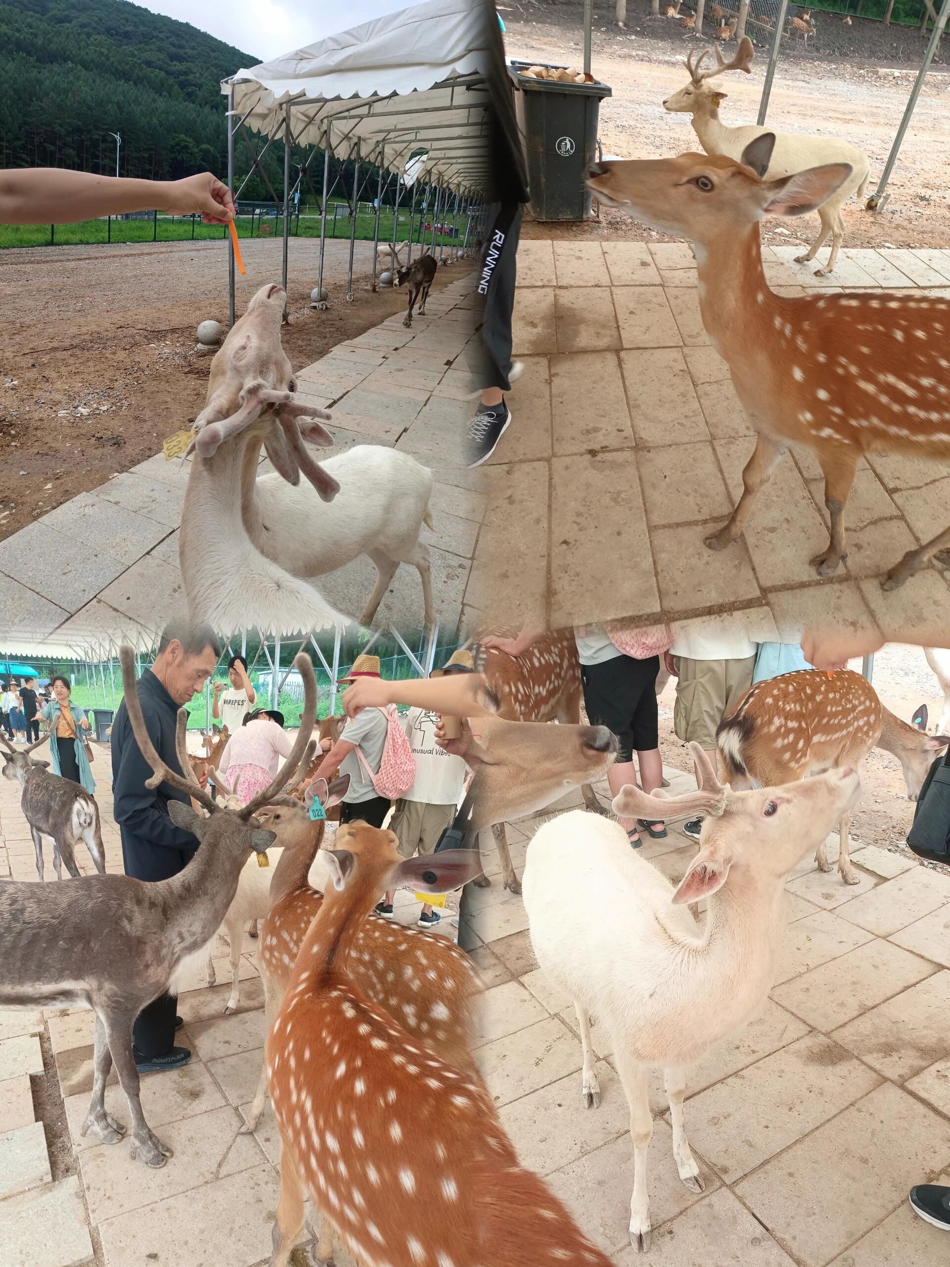 长春神鹿峰度假区,长春必去打卡地.