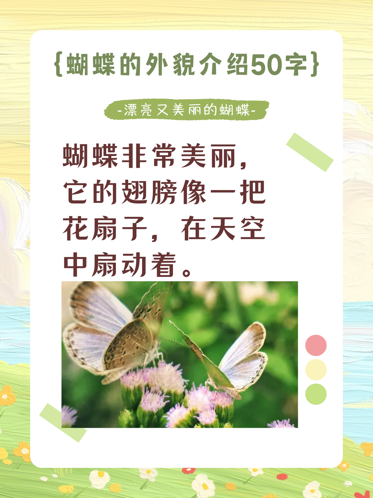 蝴蝶的外貌介绍50字