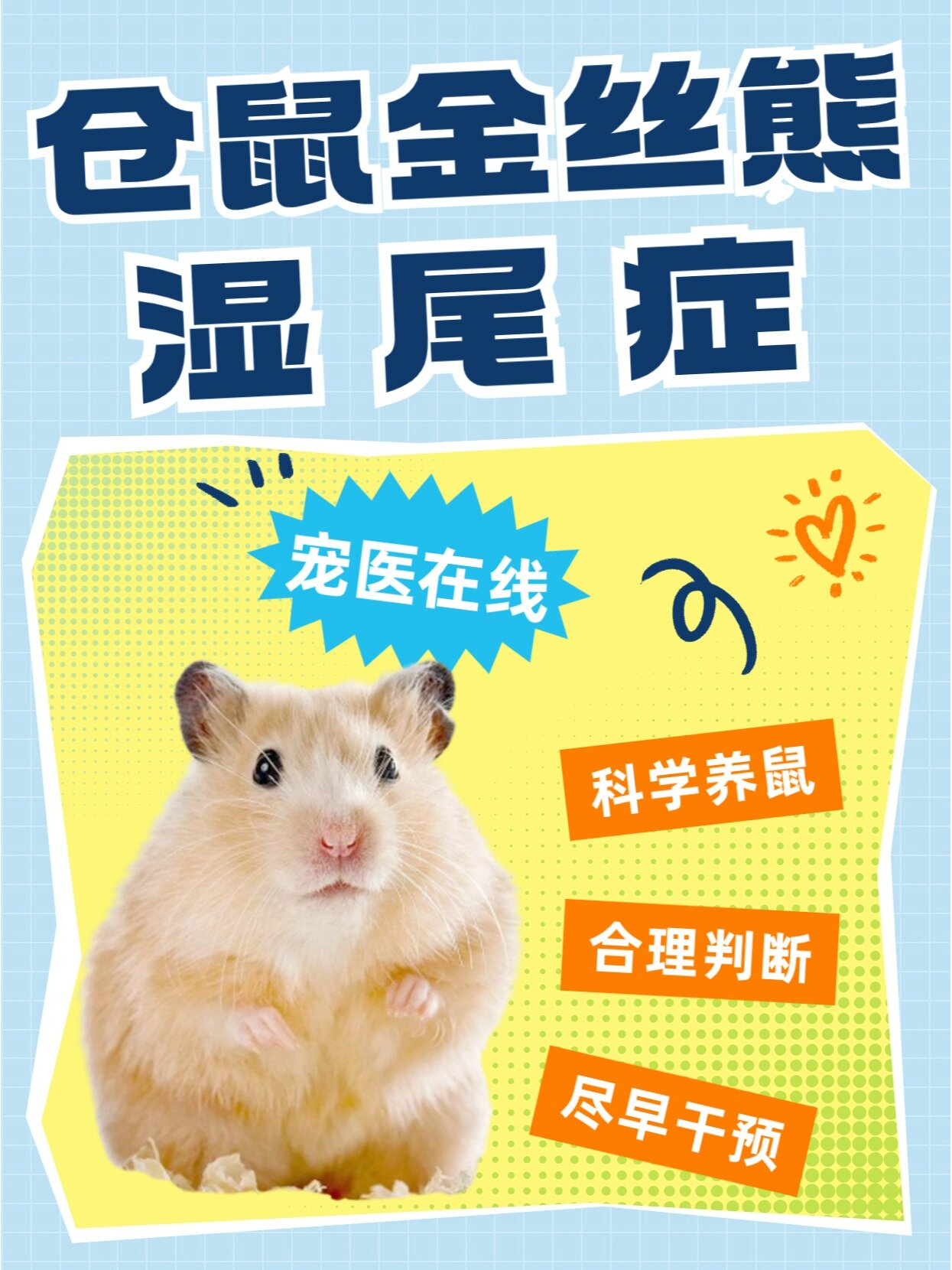 《金丝熊仓鼠的"杀手"——湿尾症》  有一定养鼠经验的朋友应该都清楚