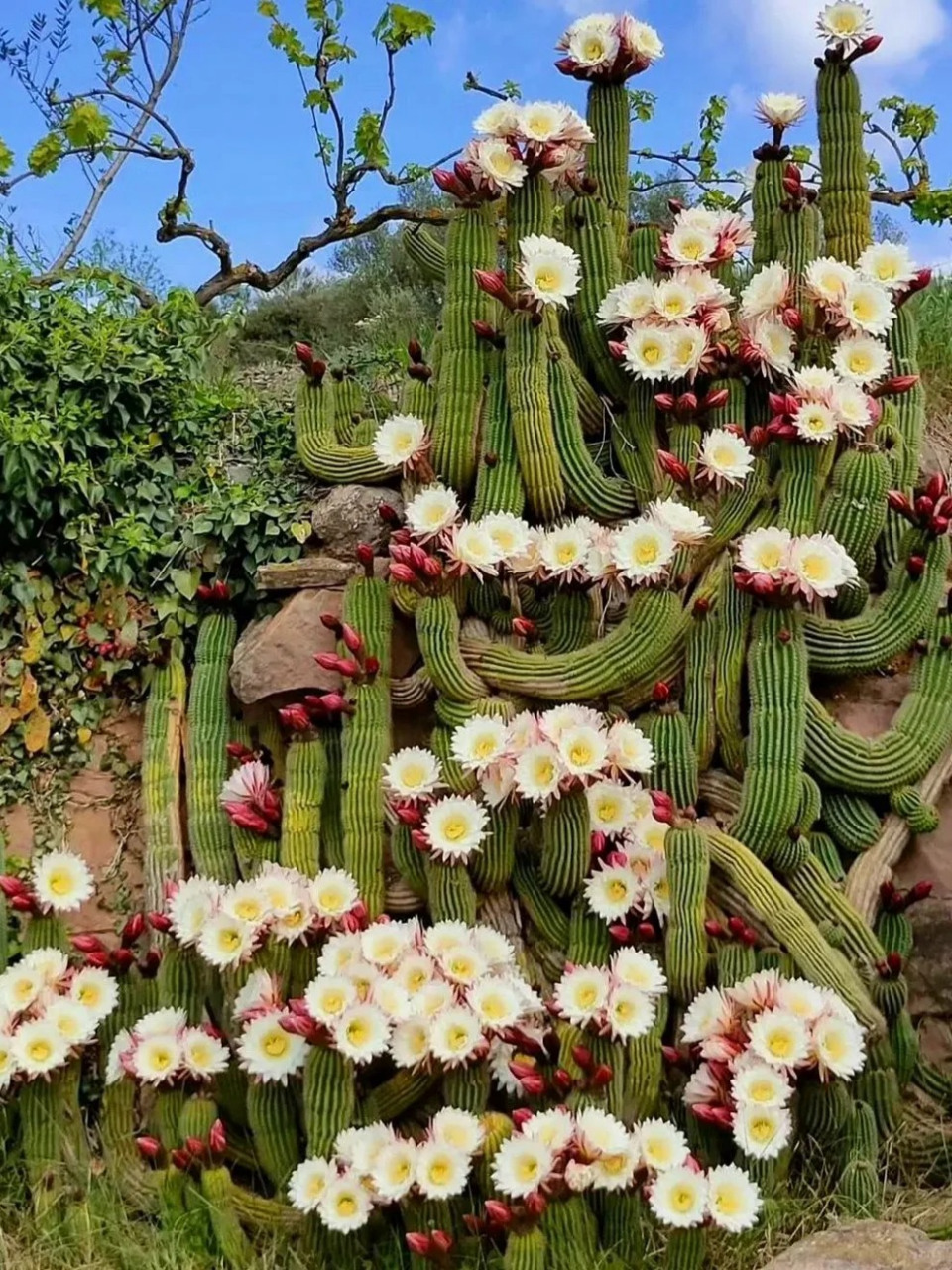 仙人掌开花时间图片