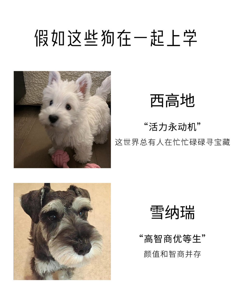 狗狗上学记  你们有没有想过,如果家里的狗子要上学,会是怎样的一番