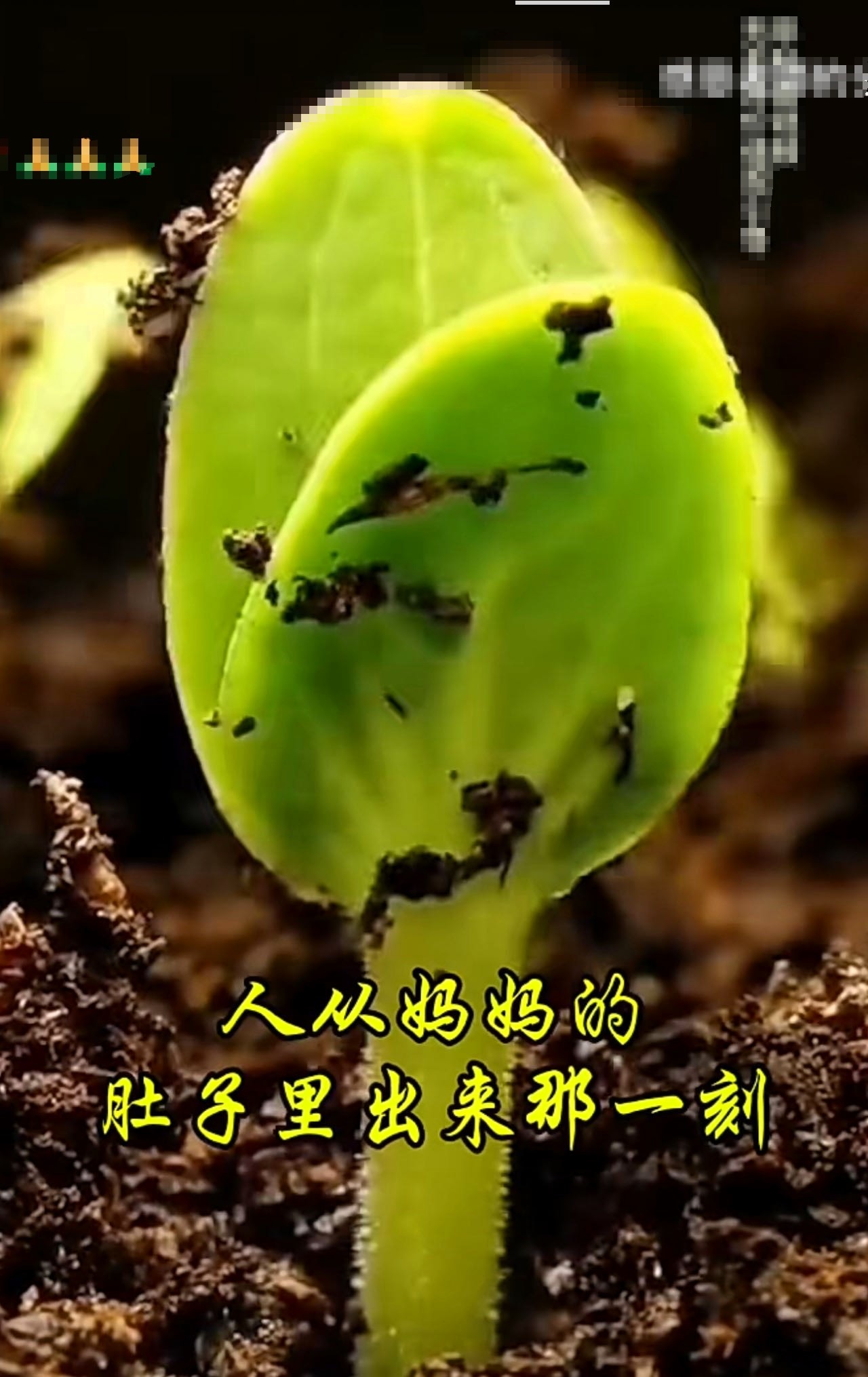 在人生的旅途上这颗种子要么发芽开窍悟道在彩虹路上奔跑