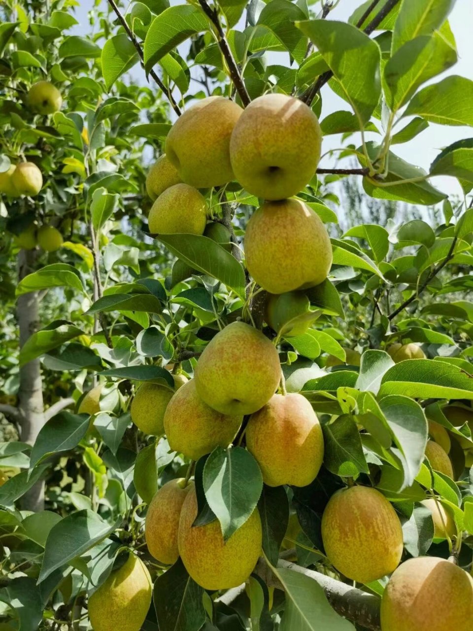 香梨图片  香梨是各个年龄段都喜爱的一种水果,具有色泽好看,皮薄肉脆