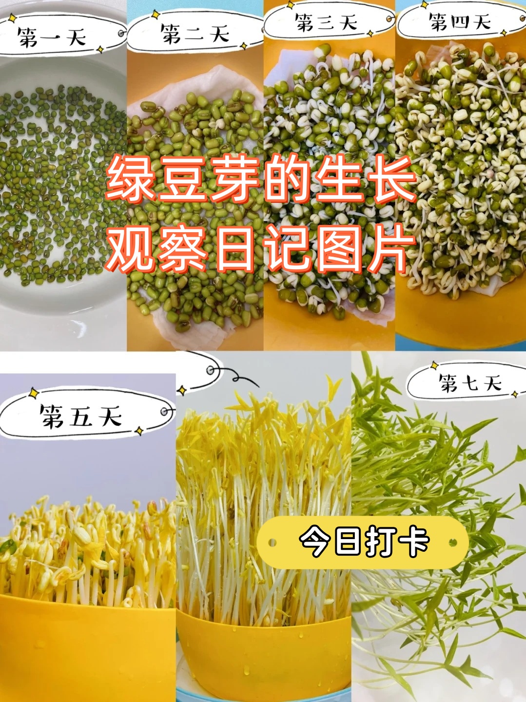 绿豆芽的生长观察日记图片