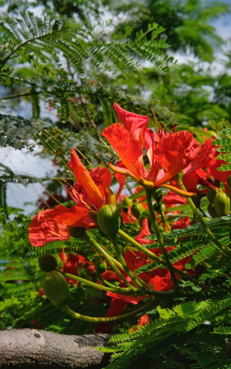 凤凰木图片  凤凰木,学名为delonix regia,是豆科凤凰木属的一种高大