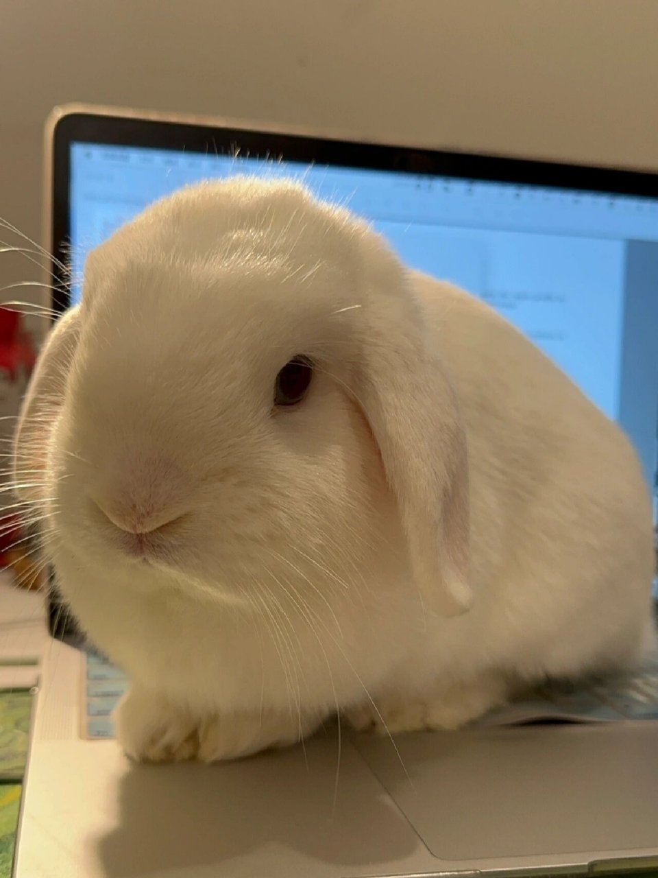 垂耳兔日常  今天我像往常一样,让小兔年糕陪我在电脑旁上班.