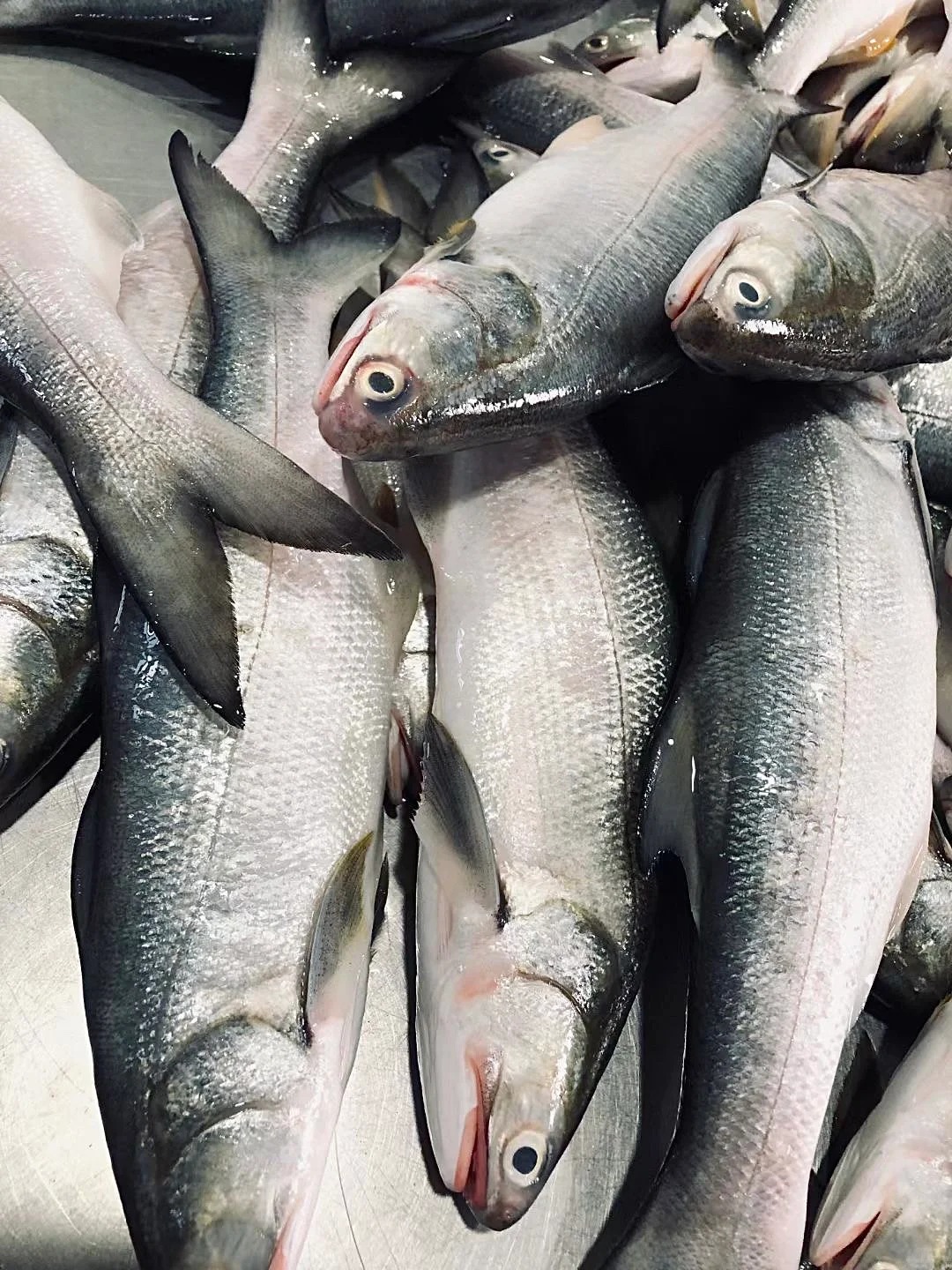 马友鱼图片 午鱼,又名马友鱼.@墨者离也的动态