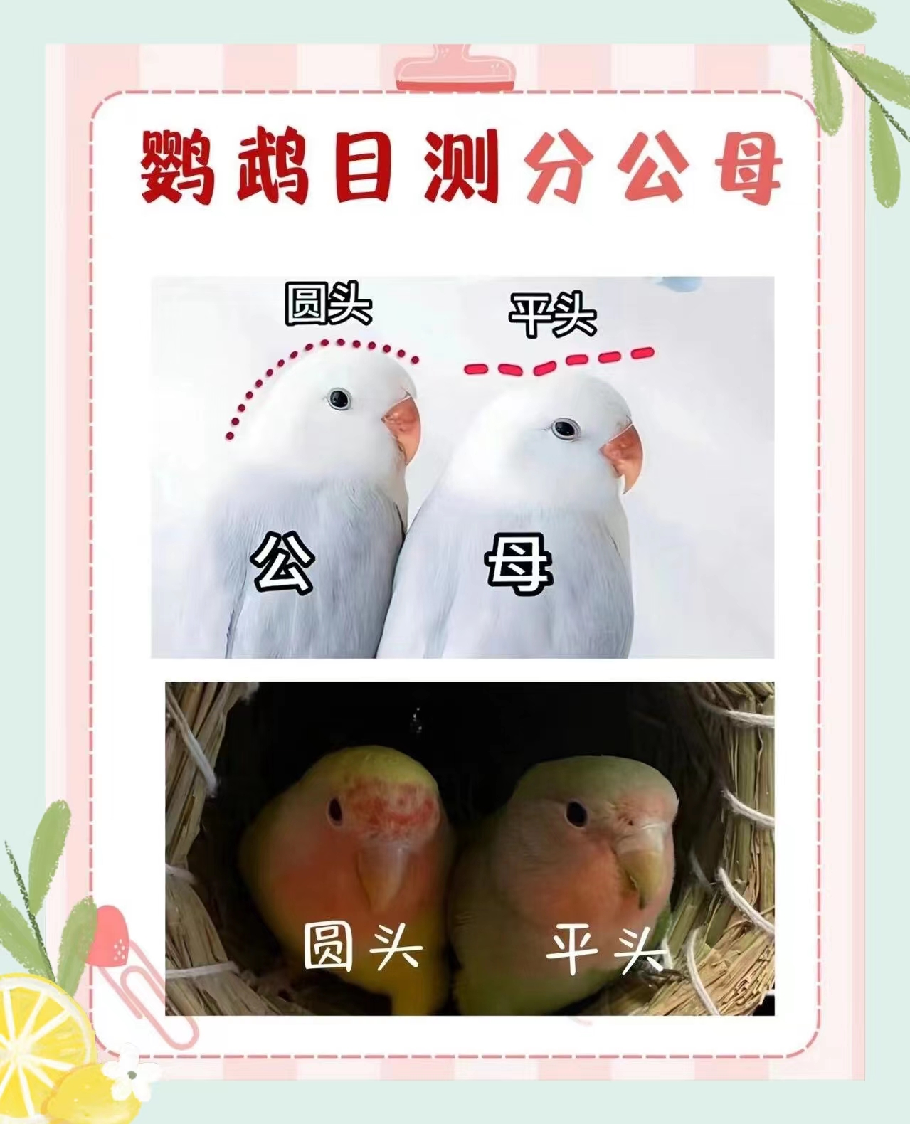 鹦鹉怎样区分公母的3种方式?这 @tc拓草杰的动态