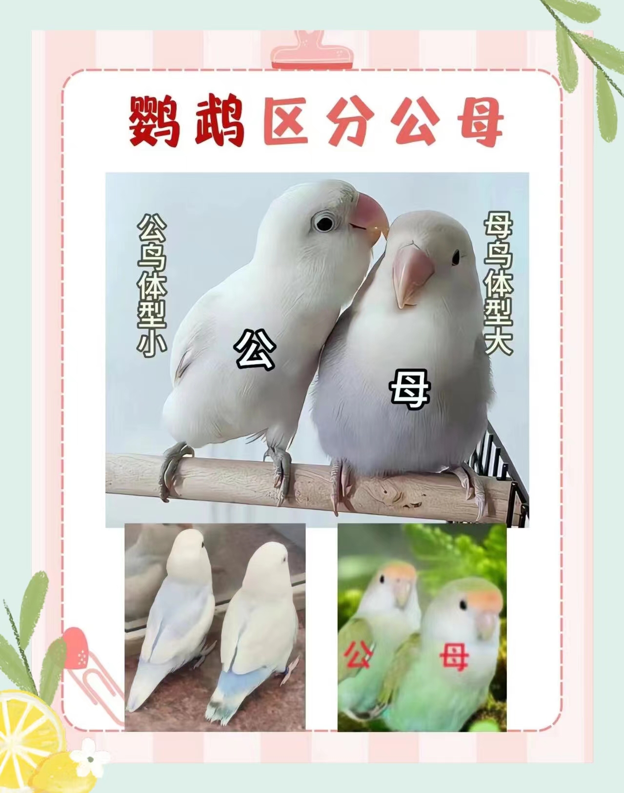 鹦鹉怎样区分公母的3种方式?这 @tc拓草杰的动态