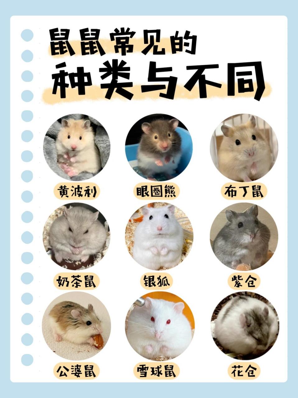 仓鼠的常见种类与区别  仓鼠分为侏儒类和熊类两种.