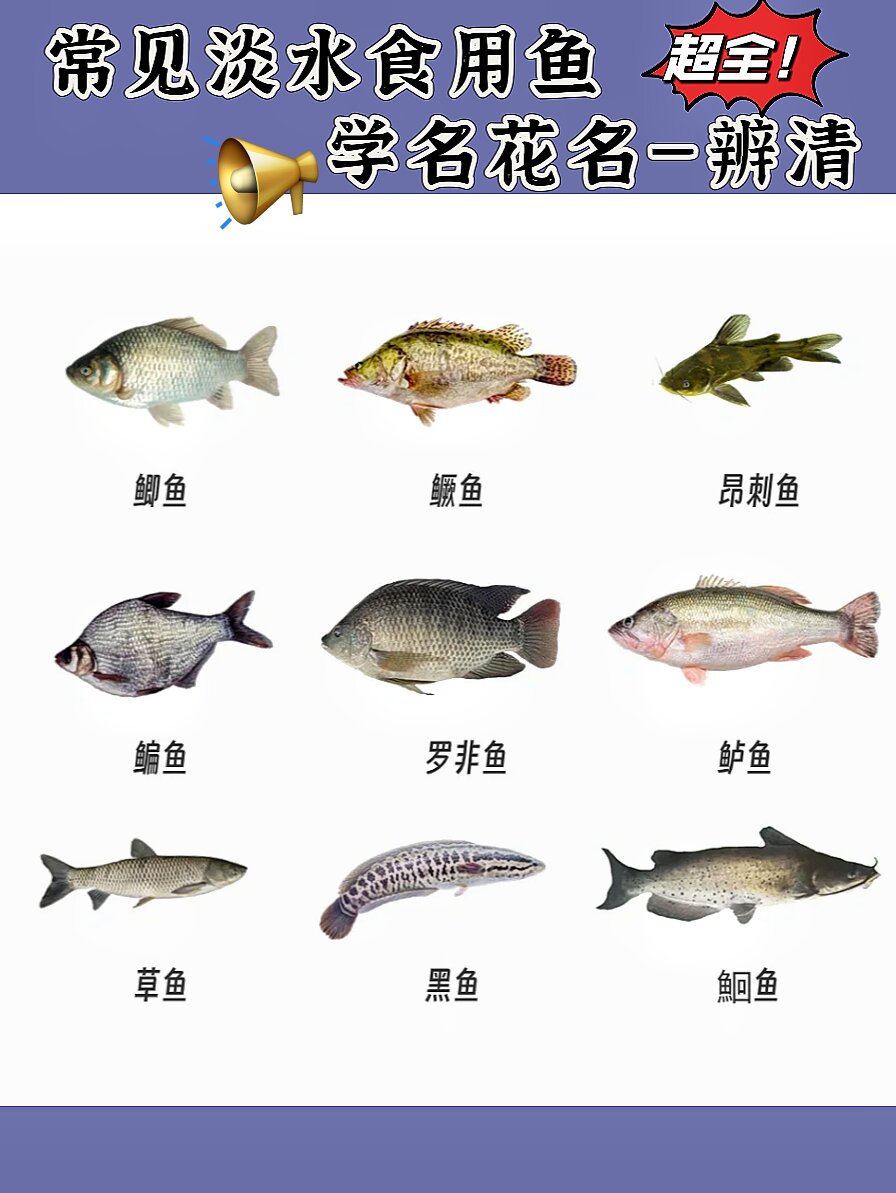 你还认识什么鱼?不妨在下方评论分享