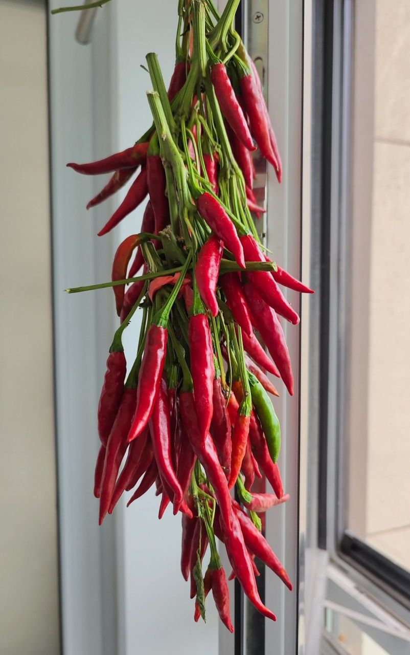 朝天椒图片  辣的冒火的朝天椒,你看见害怕了吗