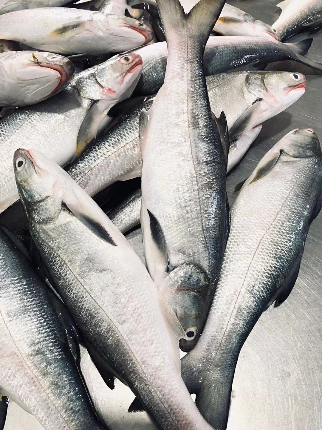 马友鱼图片 午鱼,又名马友鱼.@墨者离也的动态