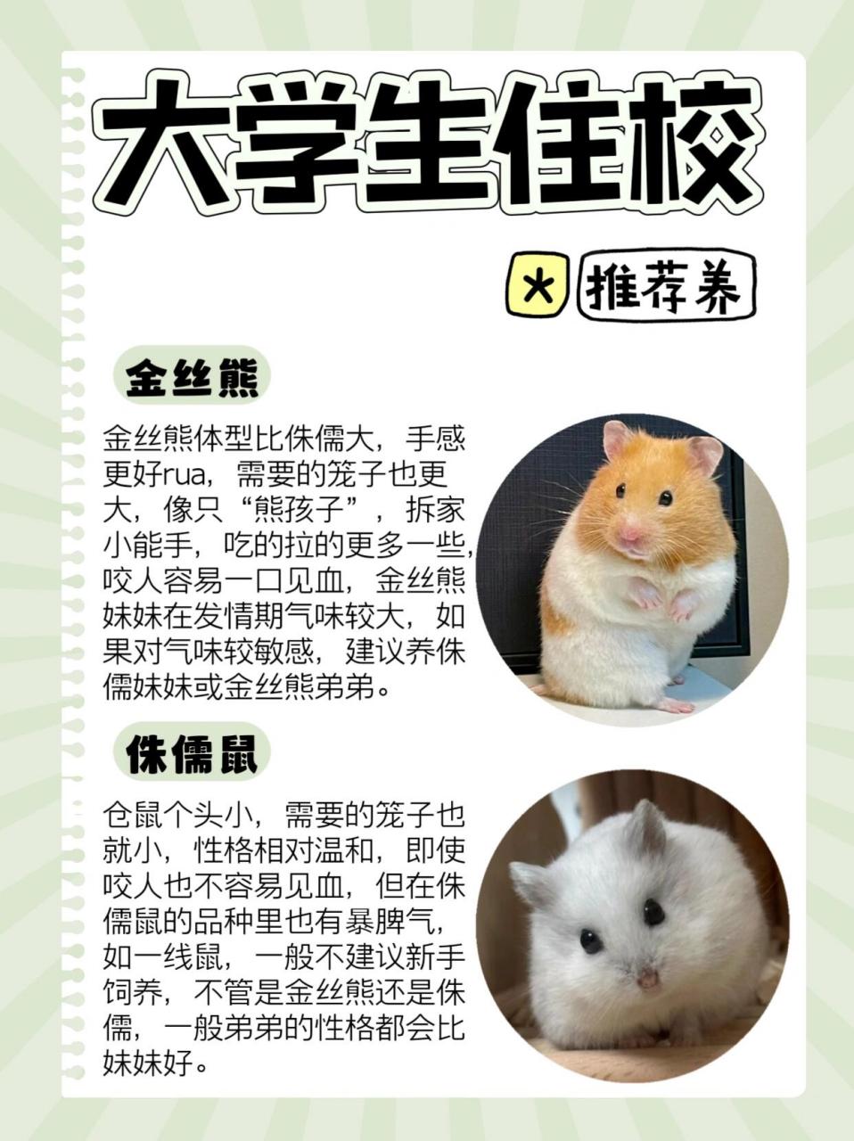 大学生适合饲养的宠物之金丝熊&侏儒鼠  在众多宠物中,仓鼠是最适合养