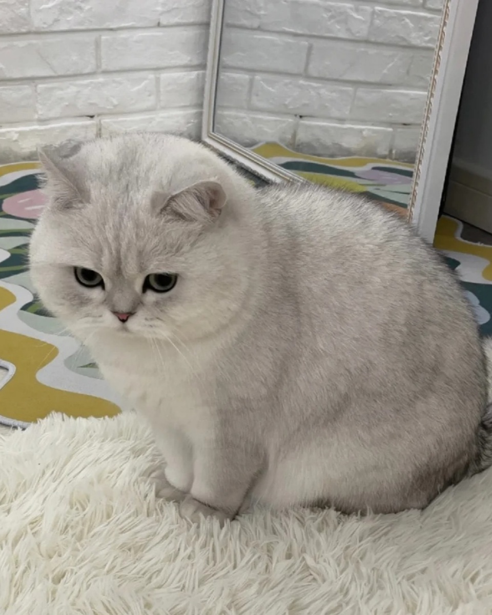 银渐层猫图片 04嘿,大家好!今天.@朝月词的动态