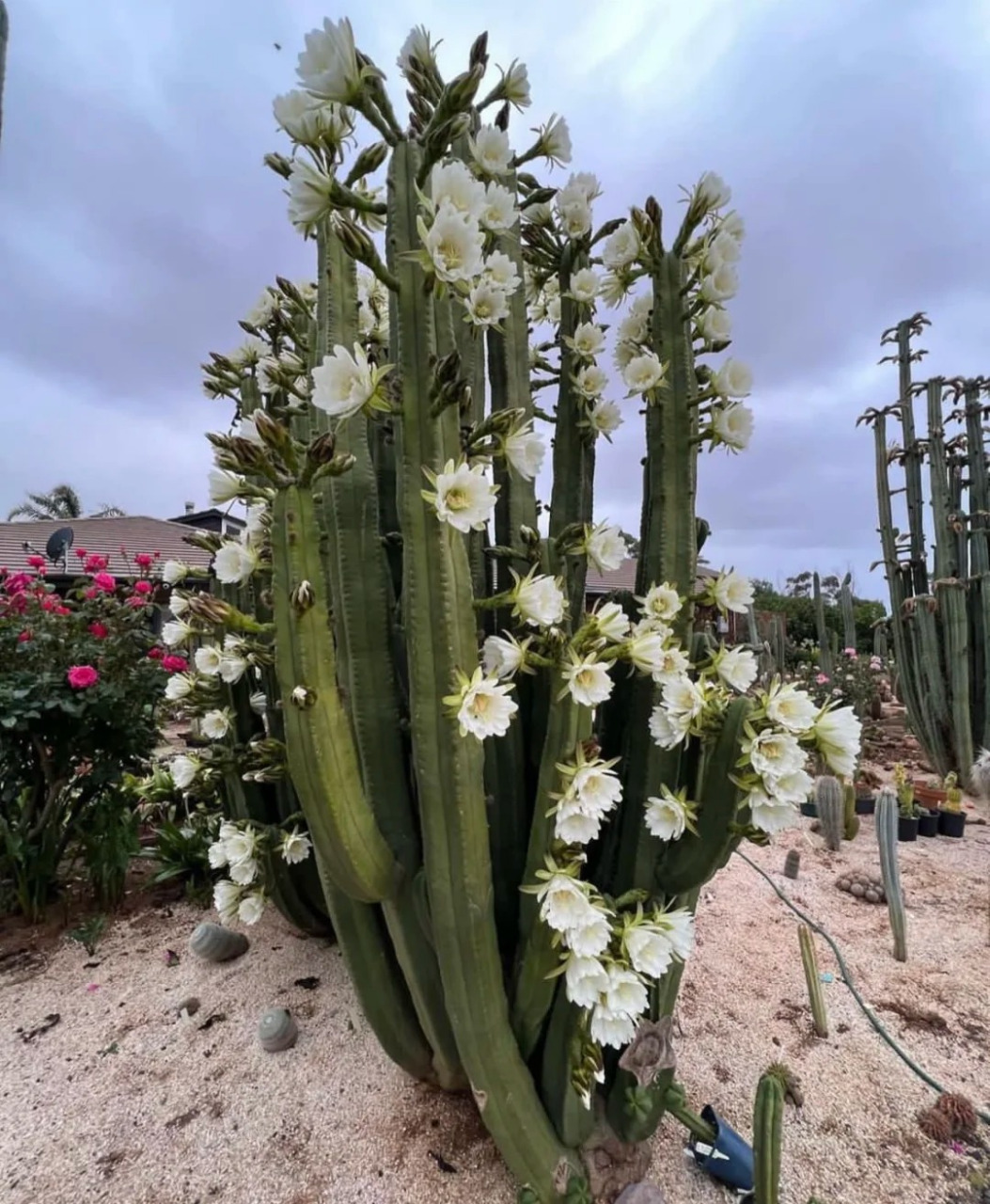 仙人掌开花图片  仙人掌开花时间因品种和生长环境而异,一般在春季至