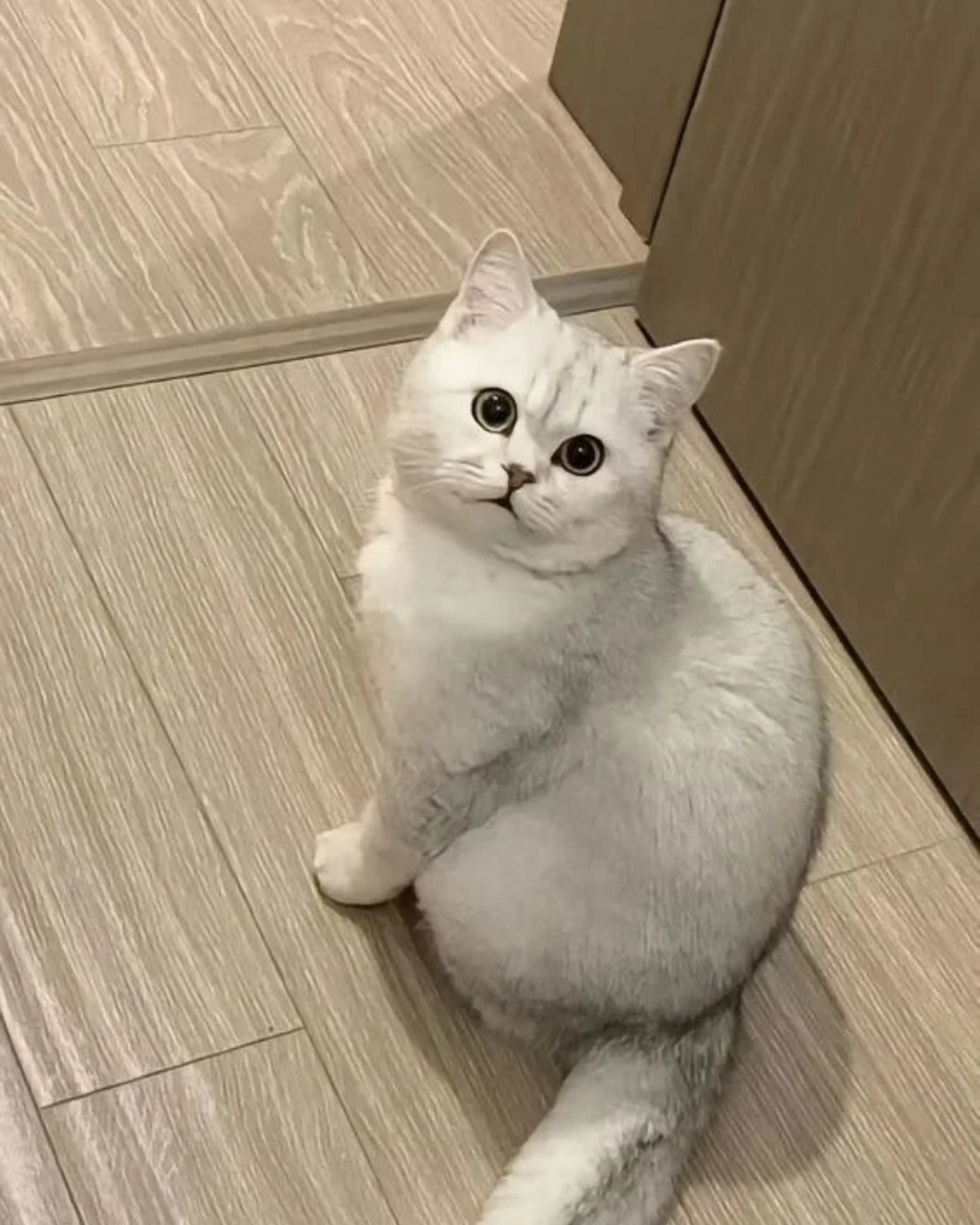 02  这只银渐层猫就像是一个优雅的小公主/小王子0502它的毛色