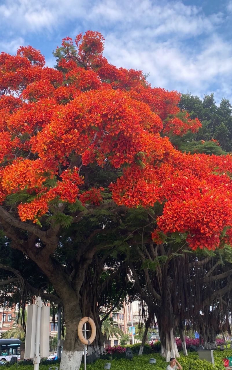 凤凰木图片  凤凰木,学名为delonix regia,是豆科凤凰木属的一种高大