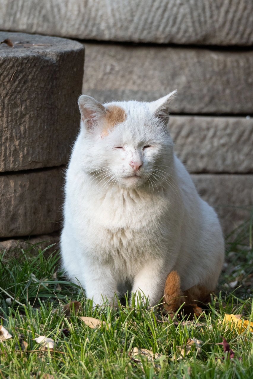 猫咪的公园之眠  今天带我的小可爱去公园玩,它玩着玩着就开始打瞌睡