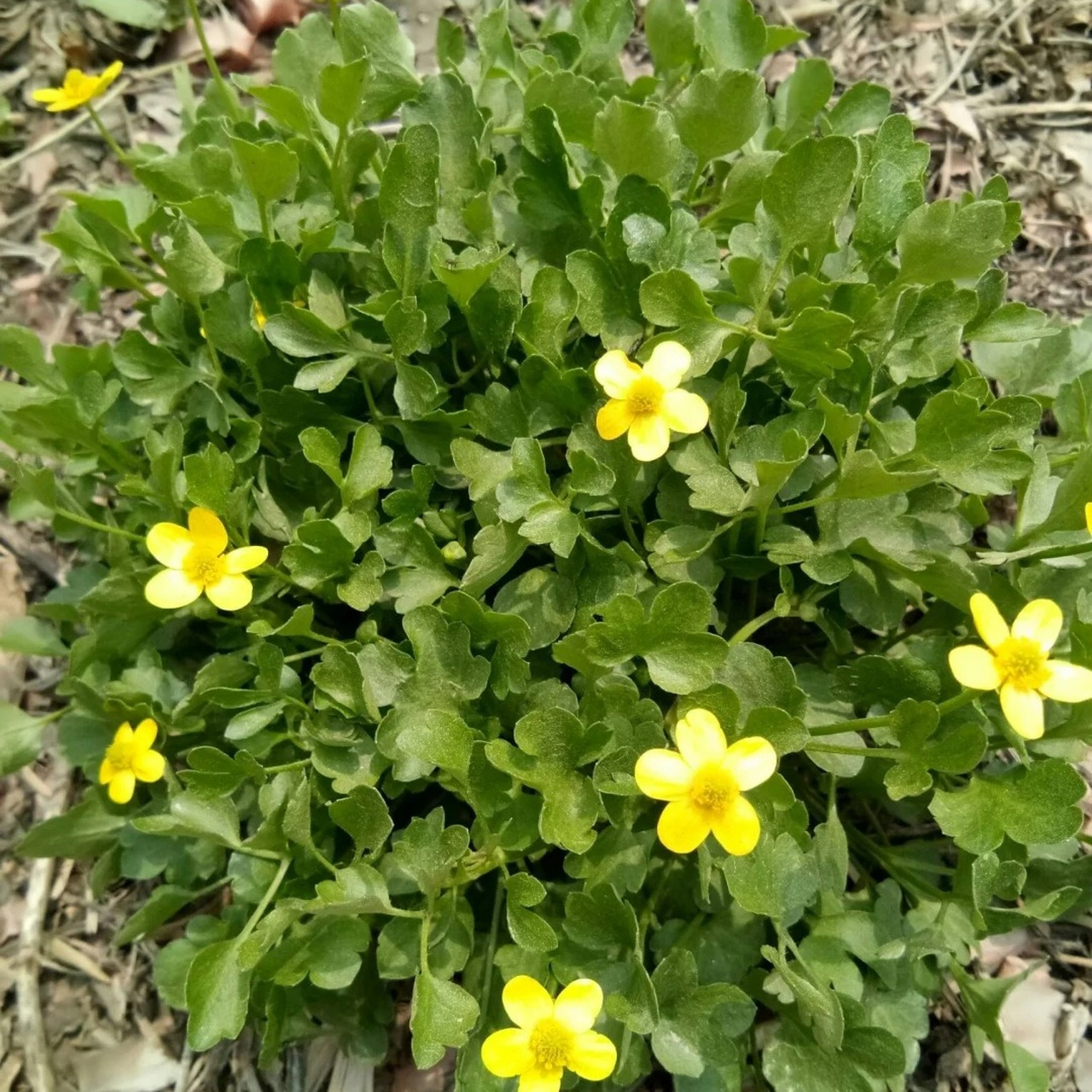 猫爪草图片 猫爪草长什么样子看这里 一种既美丽又有药用价值的植物