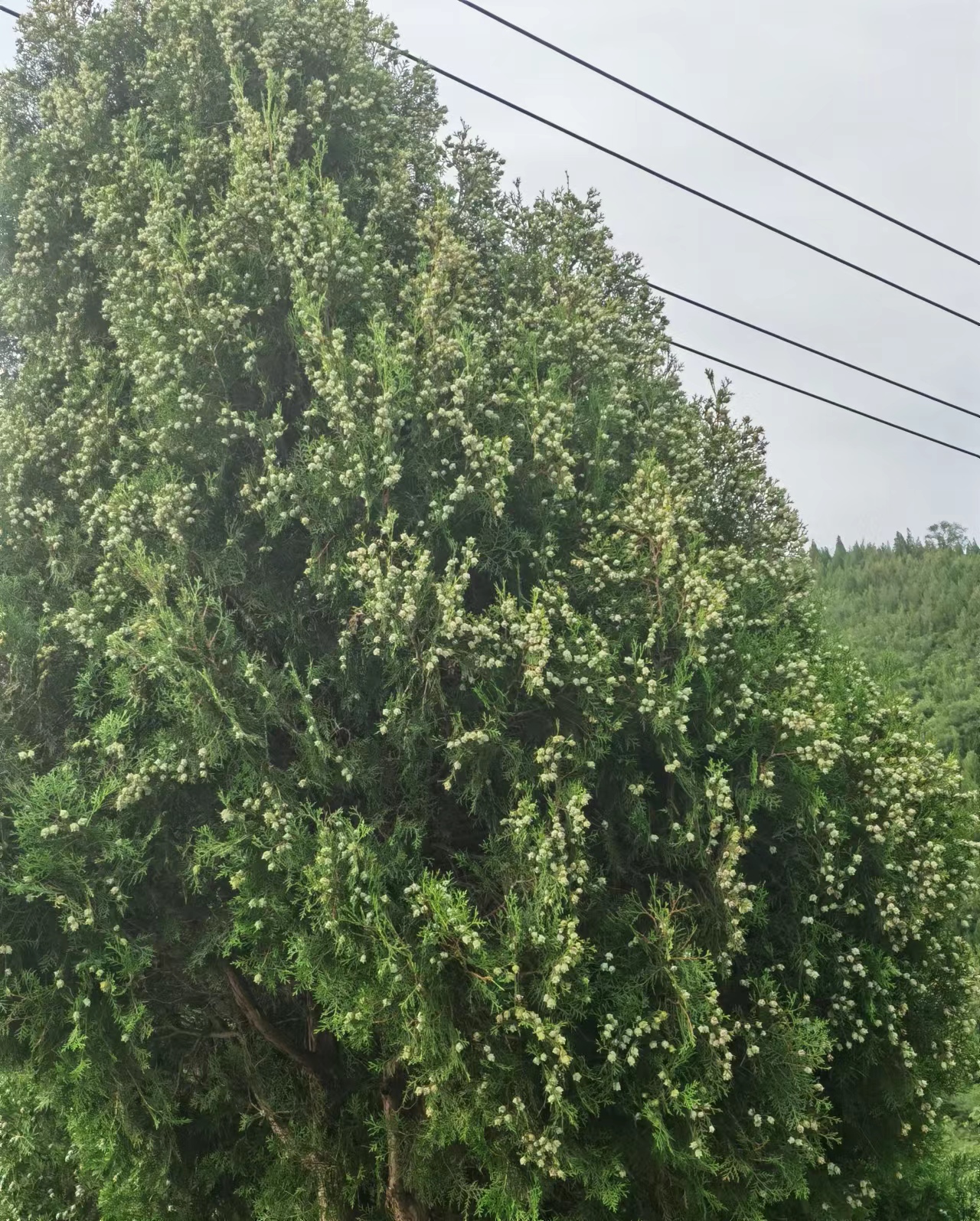 今年村里有人收柏树结的果实,一块钱一斤,看这密密麻麻的果实,轻轻松