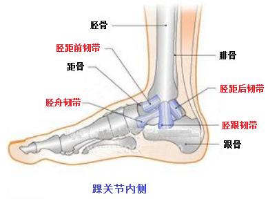 腓骨外踝突出图片