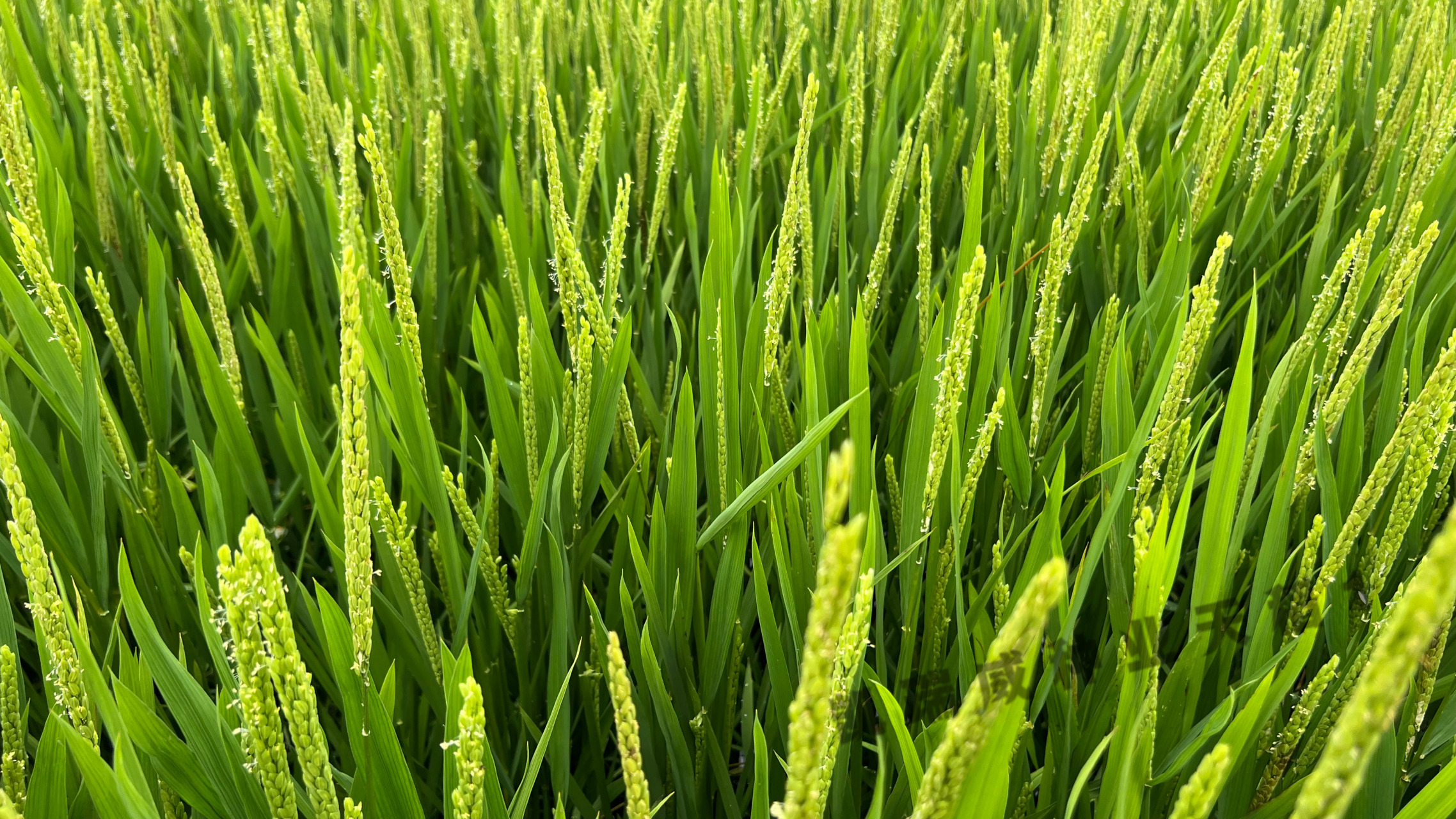 审定编号为黑审稻2023l0179.