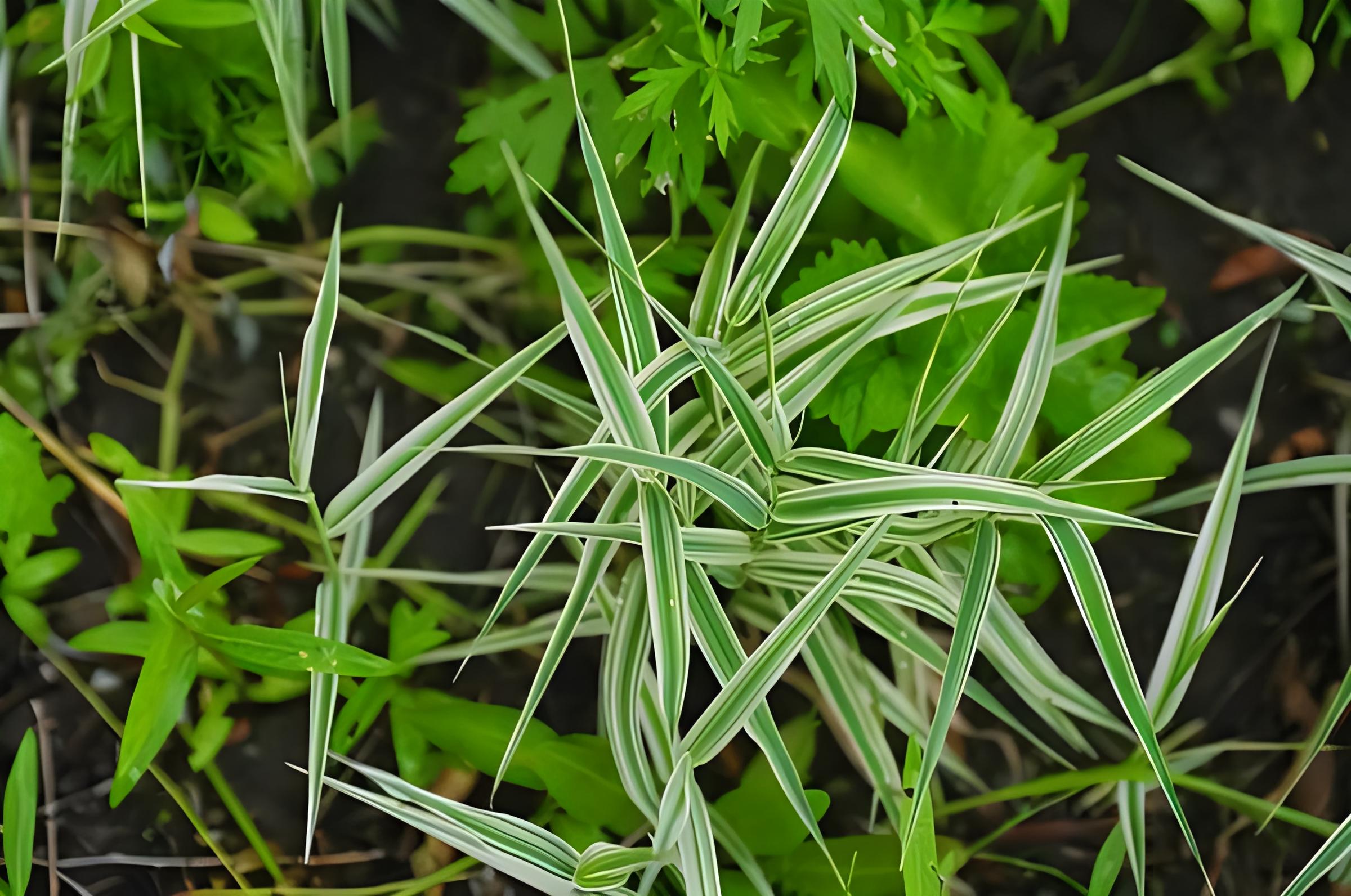 单子叶和双子叶植物的区别有哪些?哪个更适合在热带地区生长