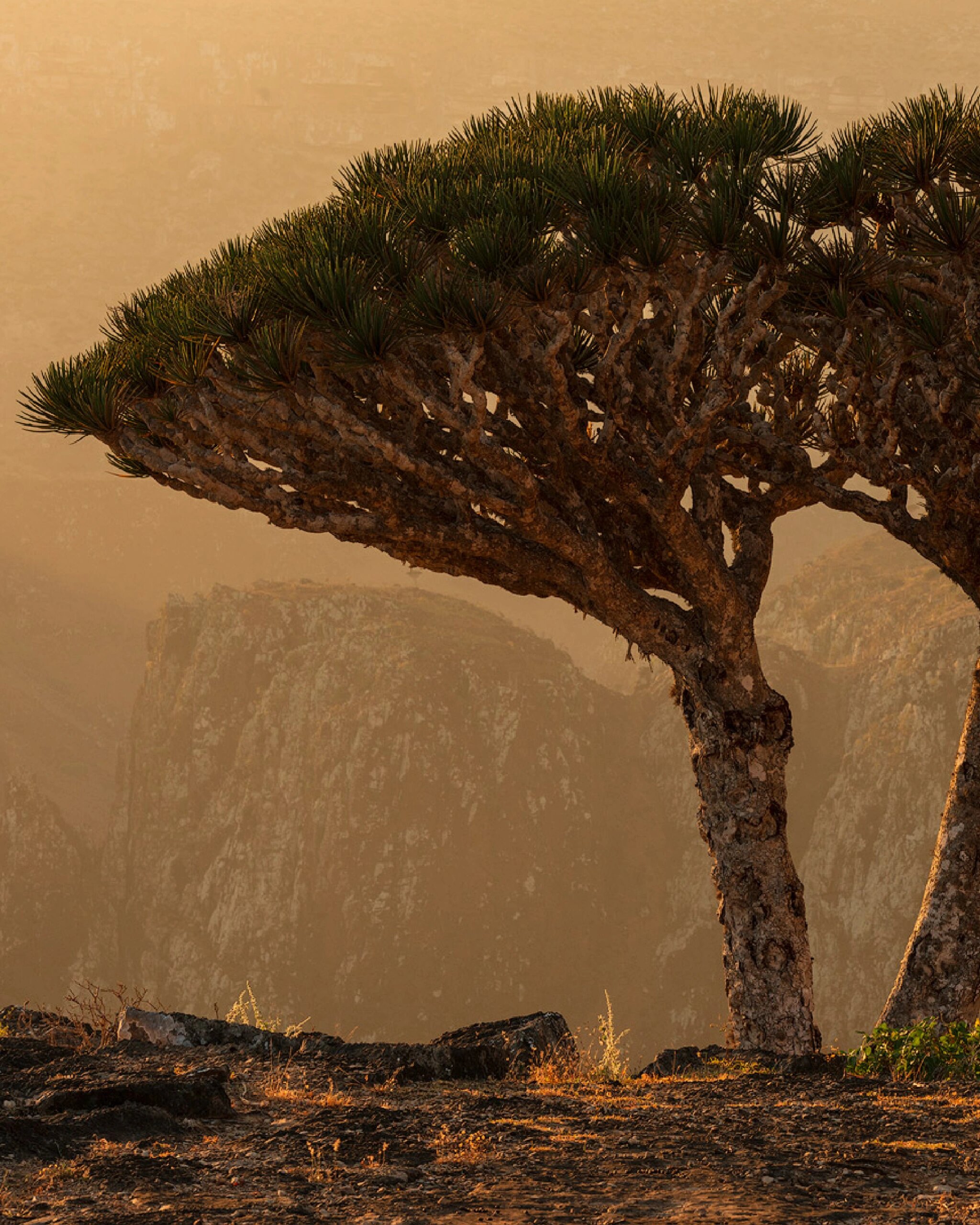 探秘龙血树:长寿之树,你了解多少?