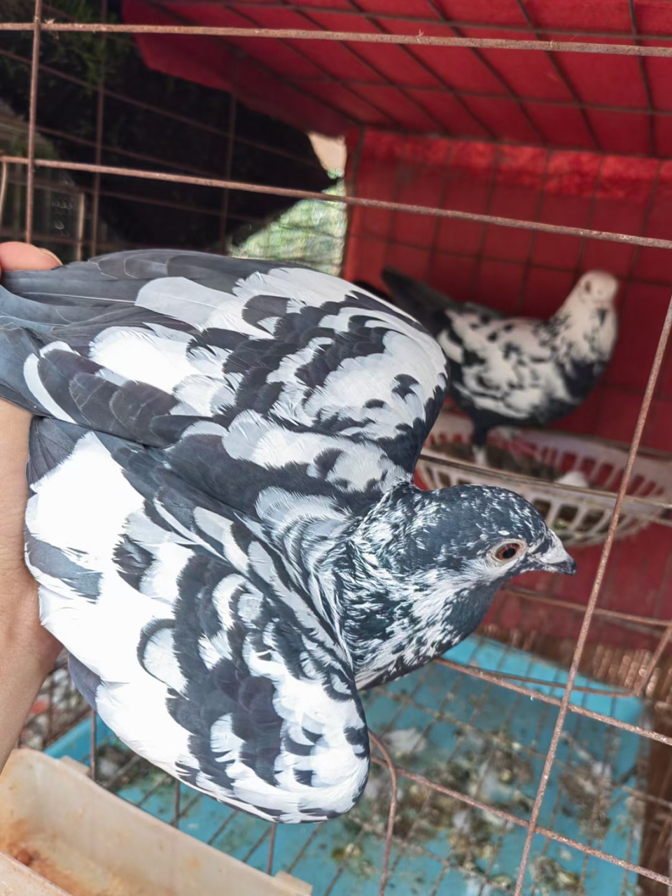 皮特兰信鸽,看这品质,质量杠杠的,精品一只,宠物分享!