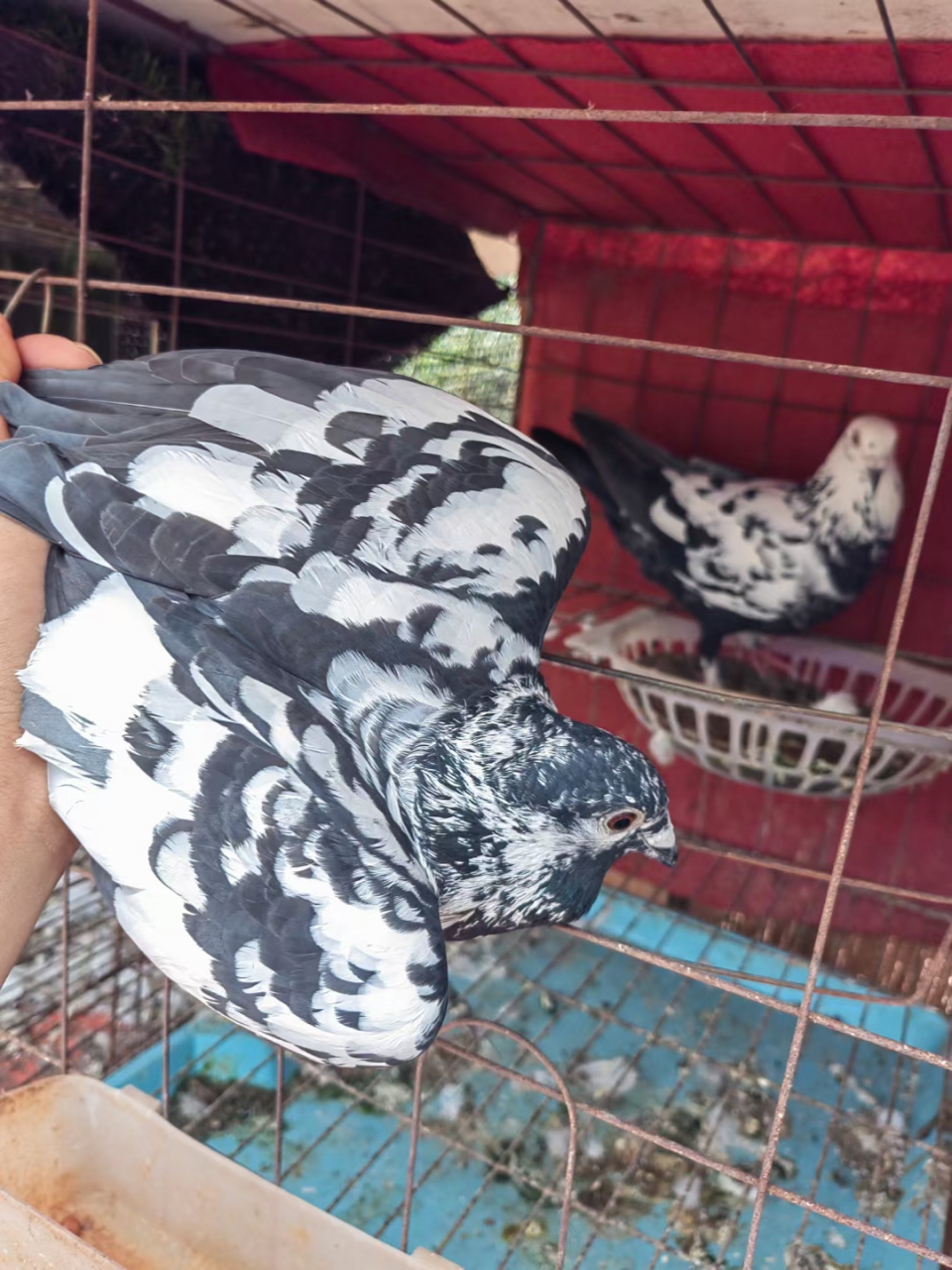 皮特兰信鸽,看这品质,质量杠杠的,精品一只,宠物分享!