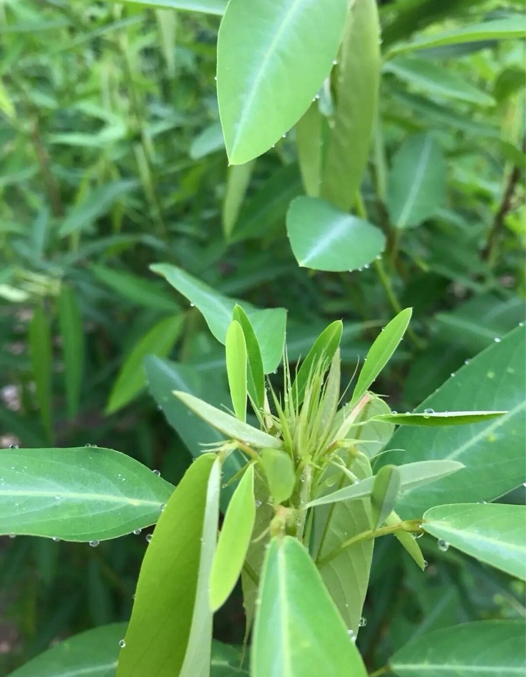 跳舞草,又称跳舞兰花,是一种具有独特运动特性的植物.