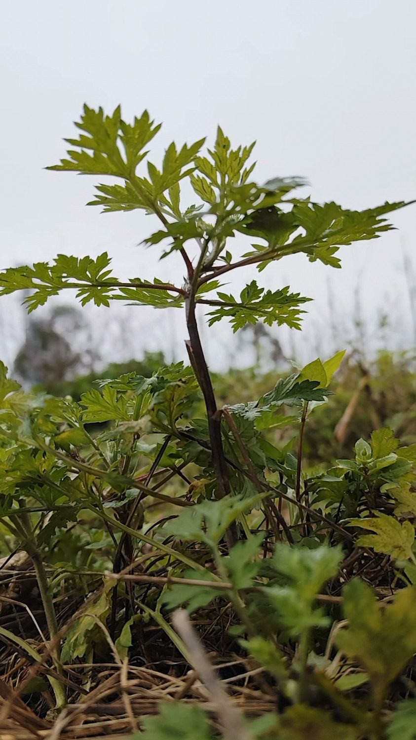 艾草生长过程图片