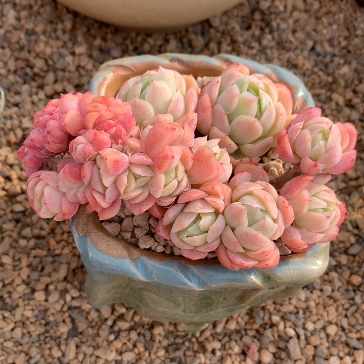 再来分享一组粉嫩的贝瑞缀化#多肉植物