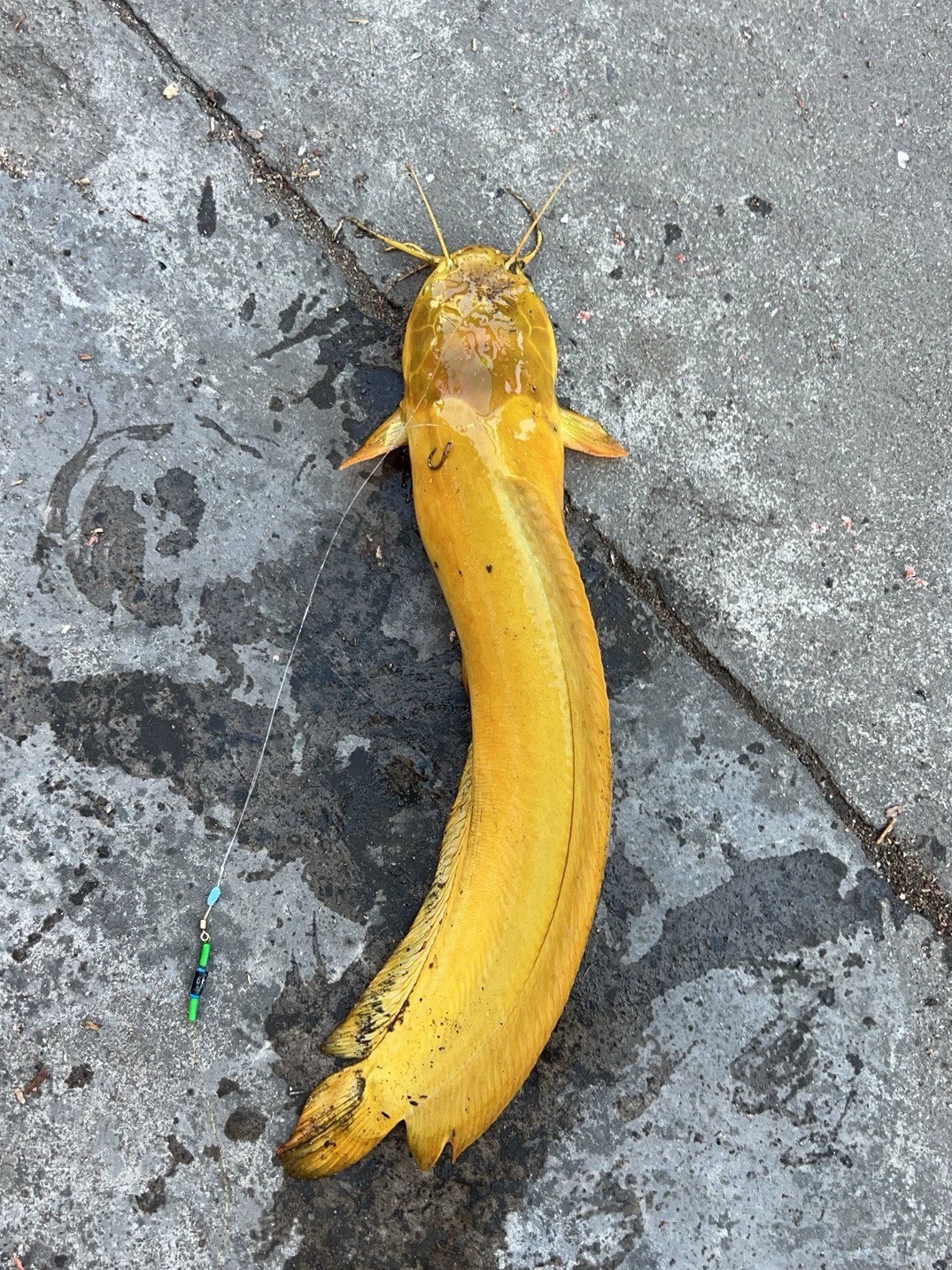 这是什么鱼,钓起来一看黄灿灿的,长得和鲶鱼一模一样,但这种黄色的只