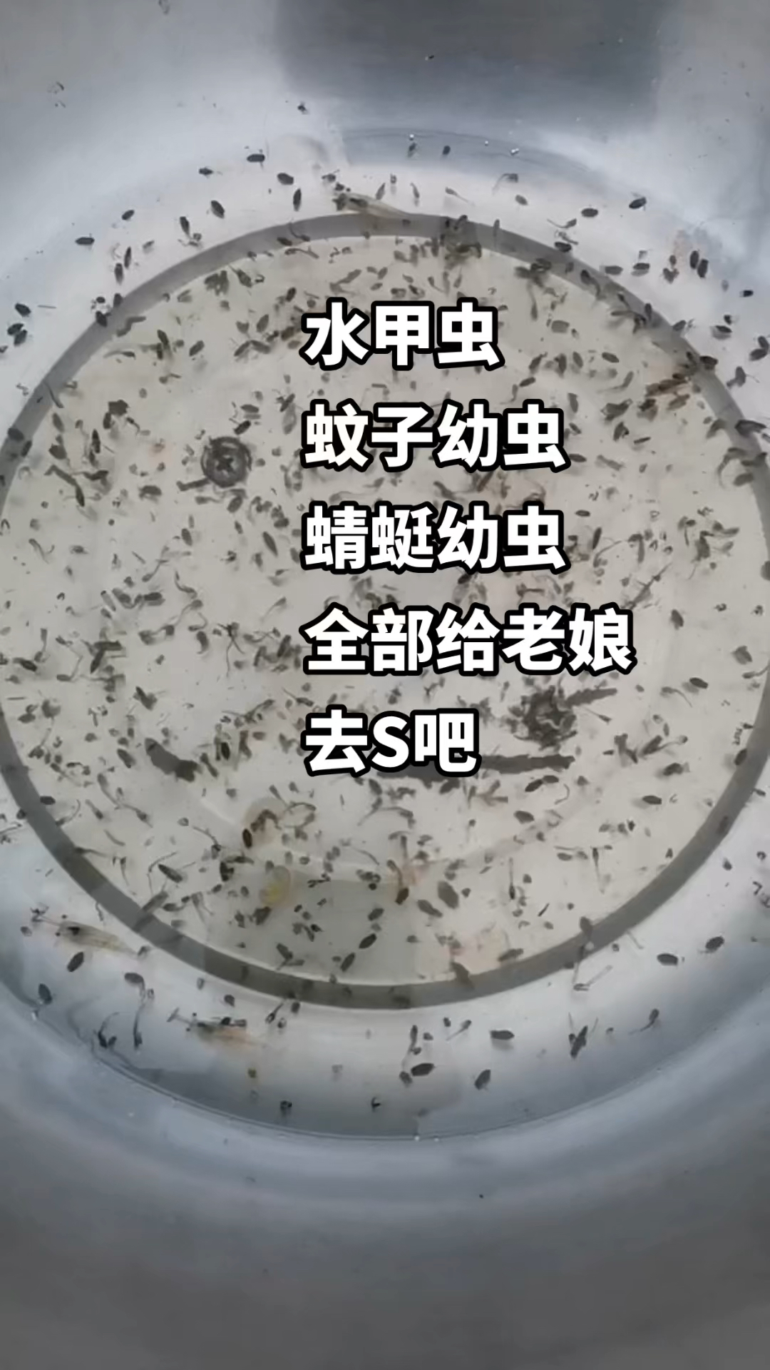 水甲虫功效图片