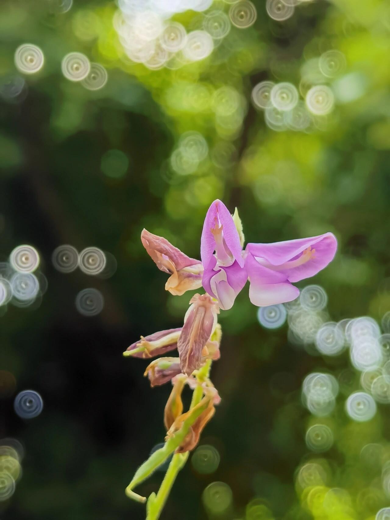 跳舞草,又称跳舞兰花,是一种具有独特运动特性的植物.