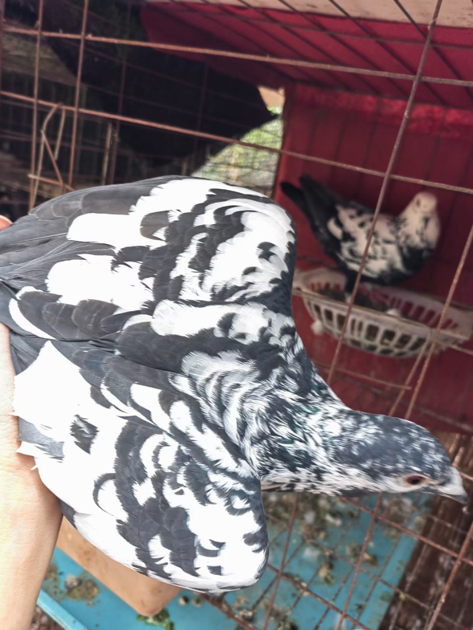 皮特兰信鸽,看这品质,质量杠杠的,精品一只,宠物分享!