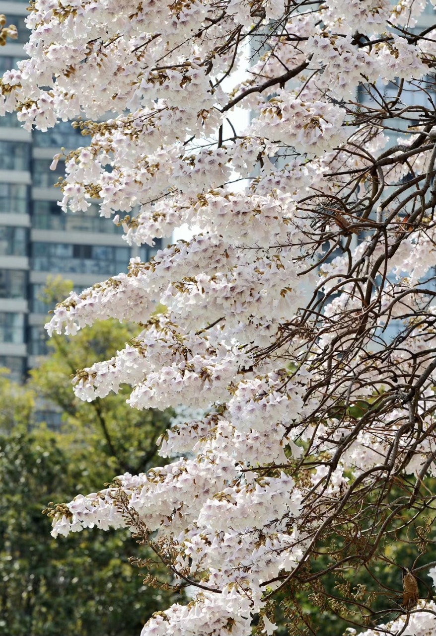 红星桥泡桐花图片