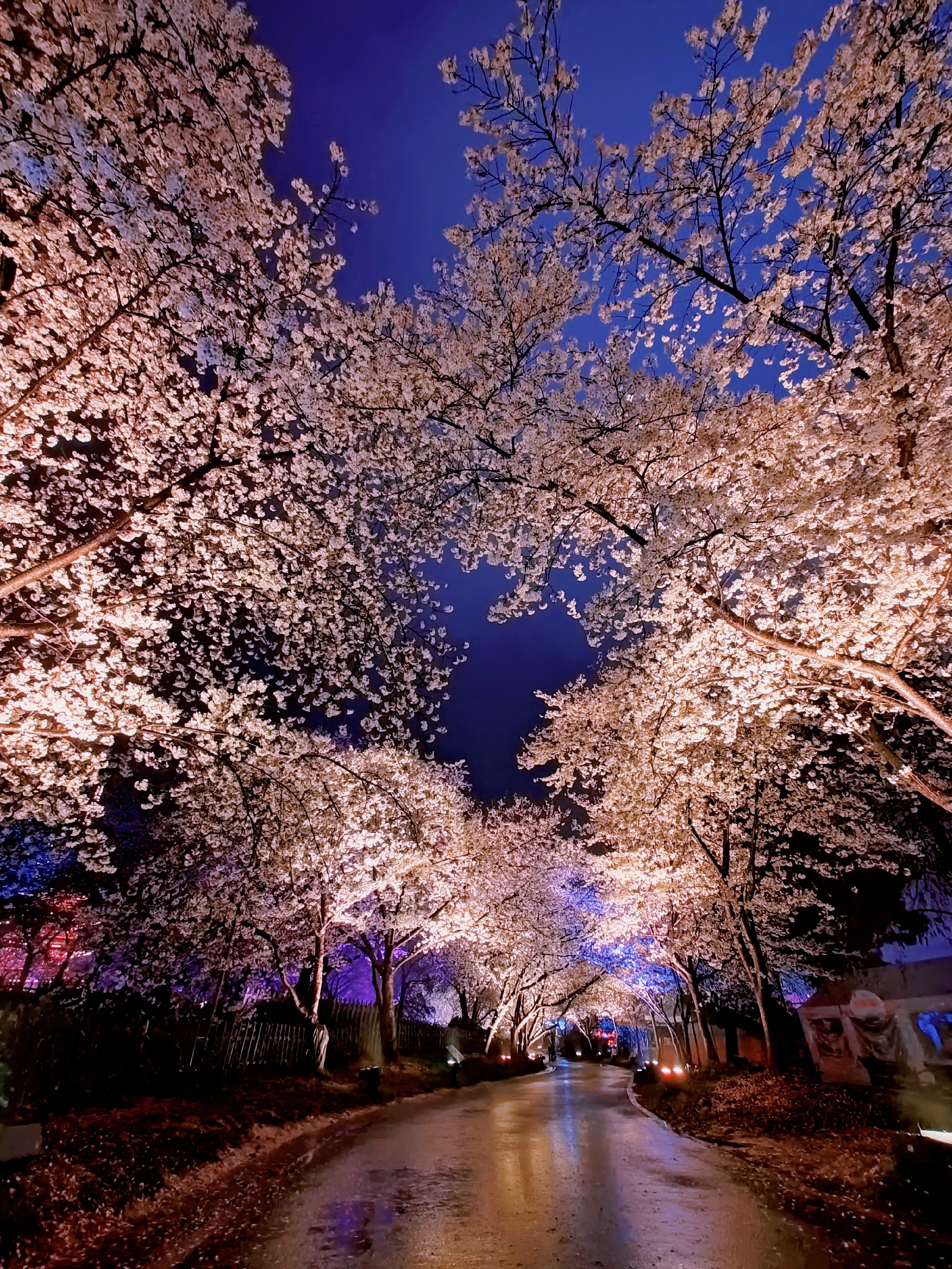 春天的夜晚,我漫步在武汉的东湖樱花园,被眼前的美景深深吸引.