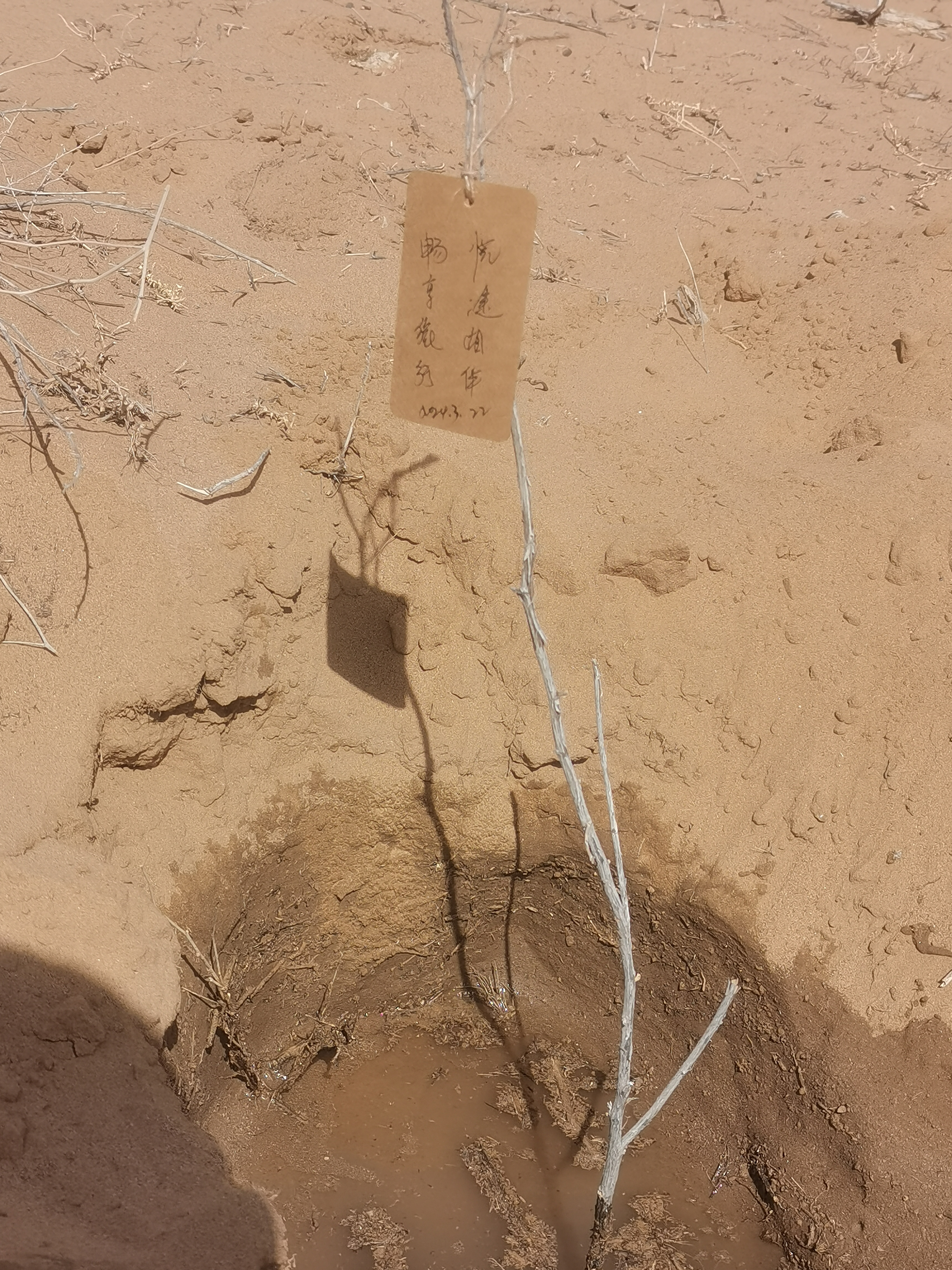 春天在沙漠里种下一棵树,每一个树苗都像是播撒希望的种子.