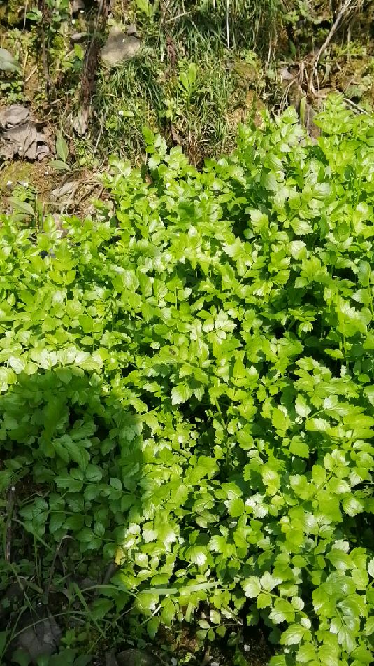 野生芹菜,大片大片的长!超嫩的-度小视