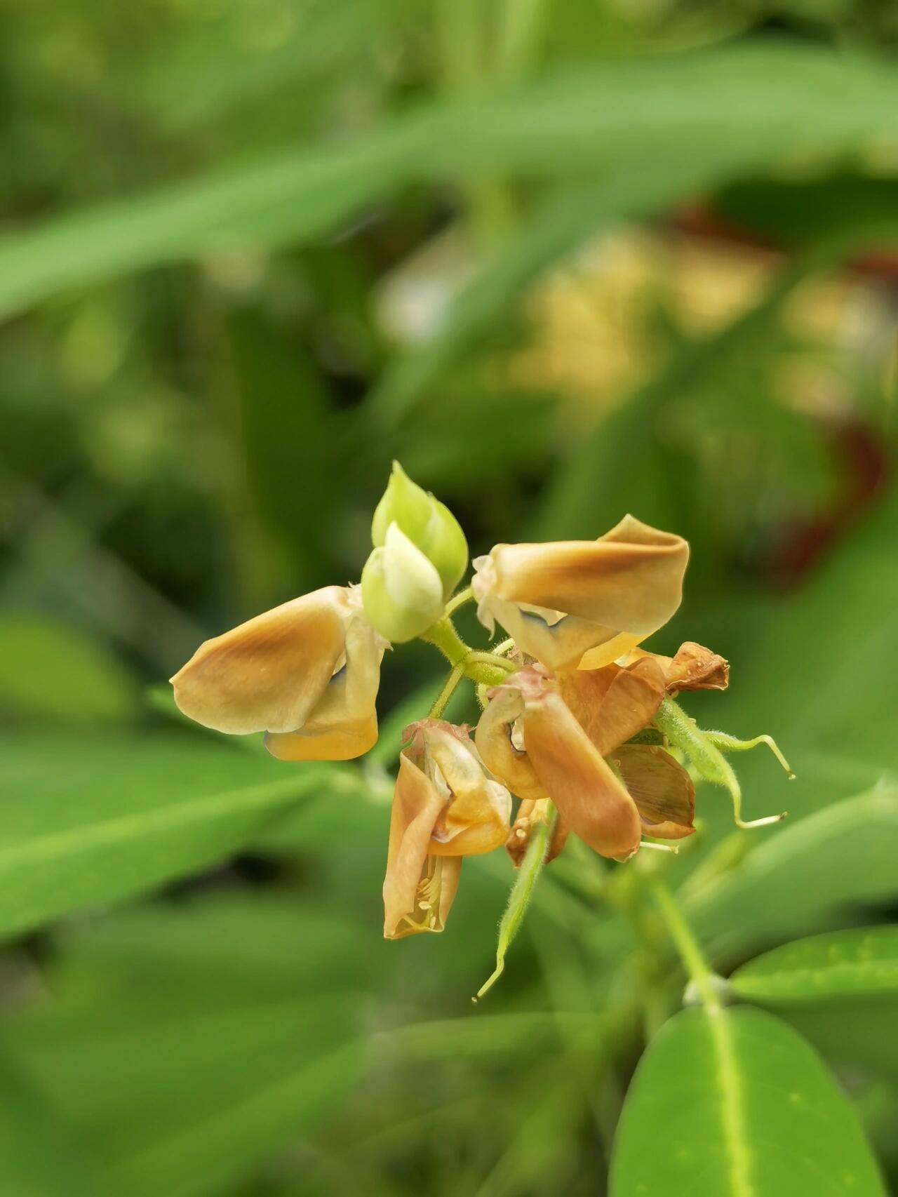 跳舞草,又称跳舞兰花,是一种具有独特运动特性的植物.