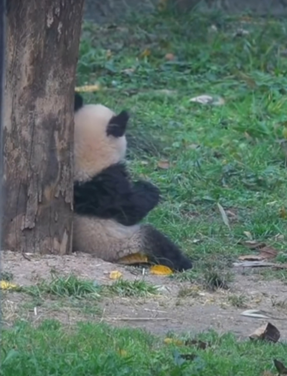 一只熊猫坐树上图片图片