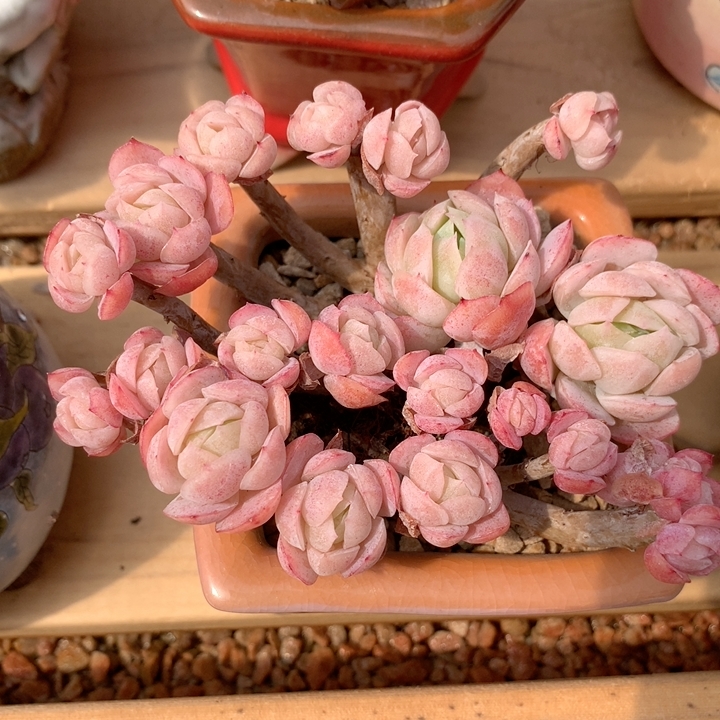 再来分享一组粉嫩的贝瑞缀化#多肉植物