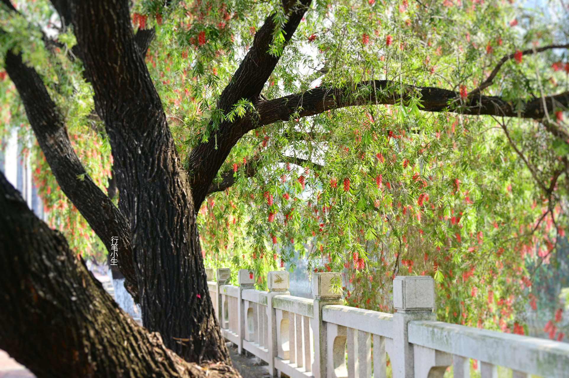 在广东省中山市张家边东镇一路的河堤上,一树树垂枝红千层在明媚的