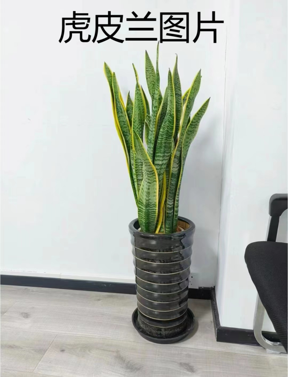 虎皮兰图片  🌿🌿虎皮兰的根系是肉质根,怕积水,需要排水良好的沙