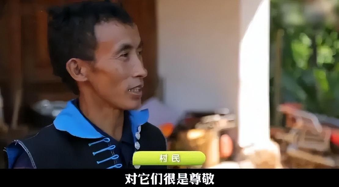 回顾云南村民捡到半米长双角怪鸟羽毛头比身体还大这真是鸟吗