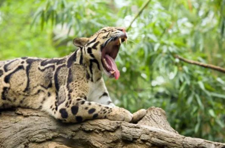 回顾野生小剑齿虎现身云南连野猪都能咬死这究竟是什么动物